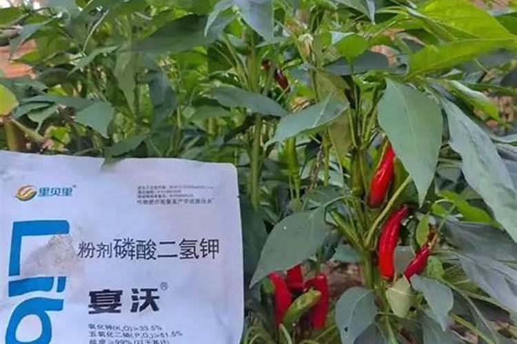 芸苔素使用十大禁忌要避免