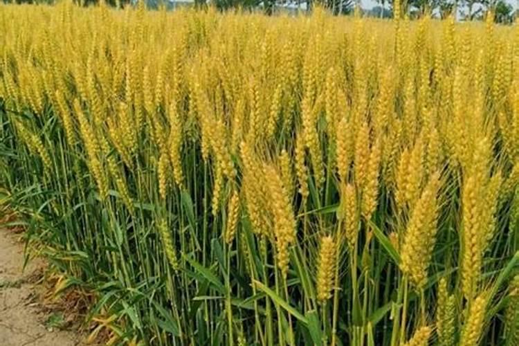 为什么豆类植物不需要施氮肥