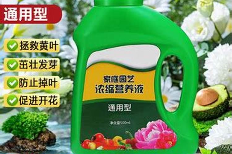 爱媛什么时候最好吃