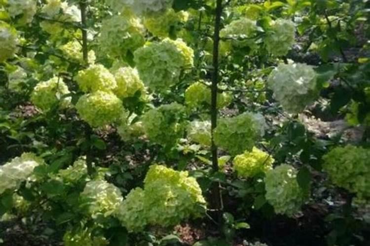 蓝莓配土方法与种植土壤