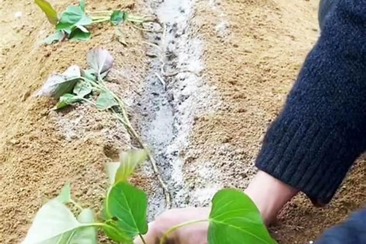 红薯的种植方法红薯怎么种才高产