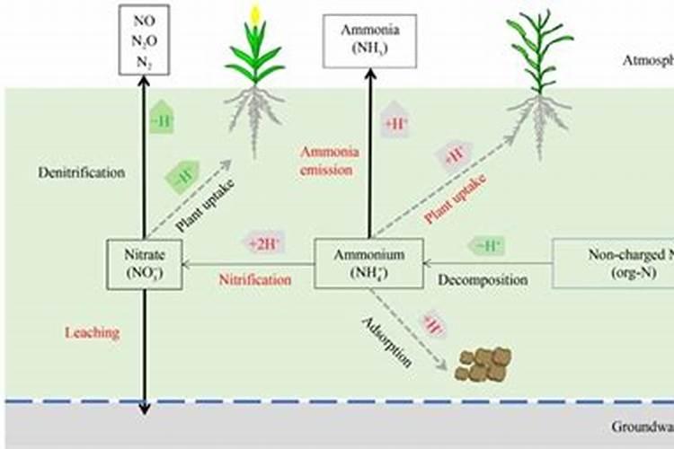 迪美拉水容肥的价格？