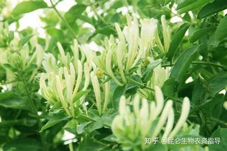 辣椒增产为啥打叶面肥？用什么叶面肥更增产