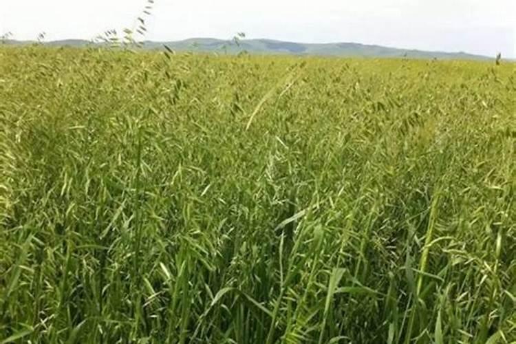小麦田节节麦、雀麦、野燕麦咋分辨？用啥除草剂？附4点防治技巧