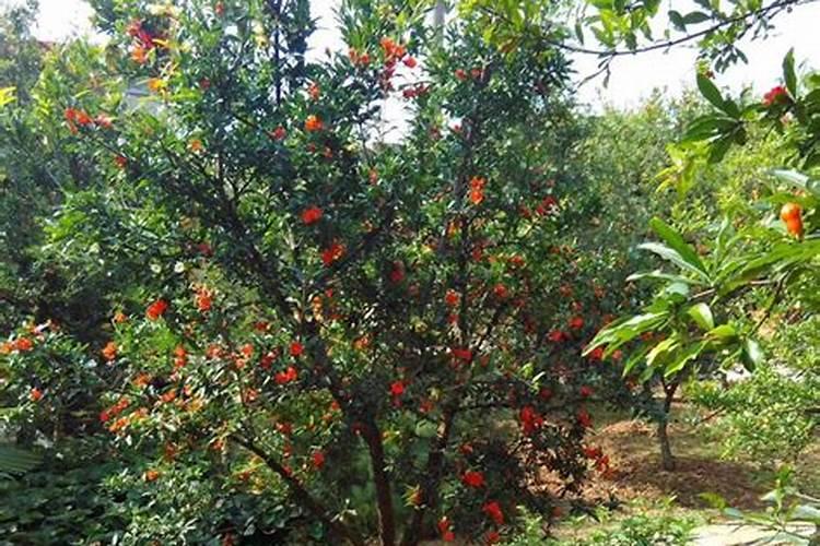 化肥中的络合钾是不是水溶性吗？