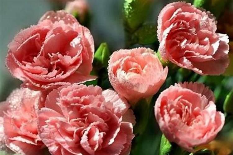 带花苞的康乃馨怎么养