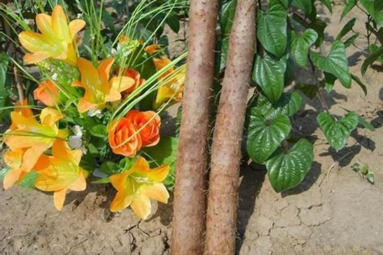 中药材地黄、枸杞、甘草、太子参什么肥料有助长根？