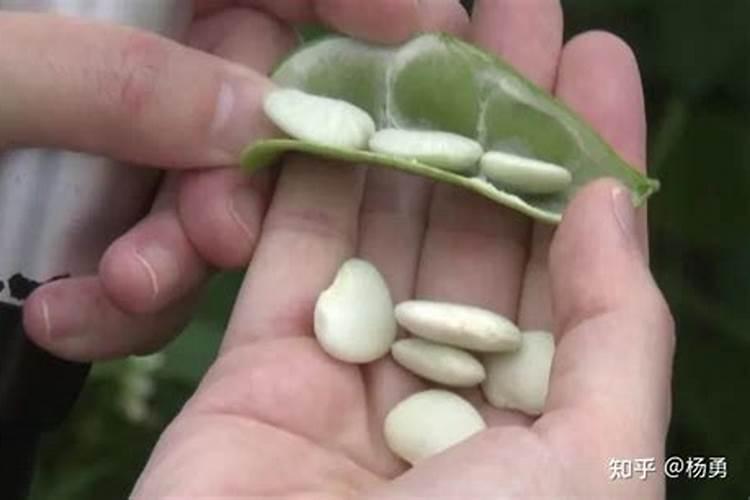 无农药种花生技巧