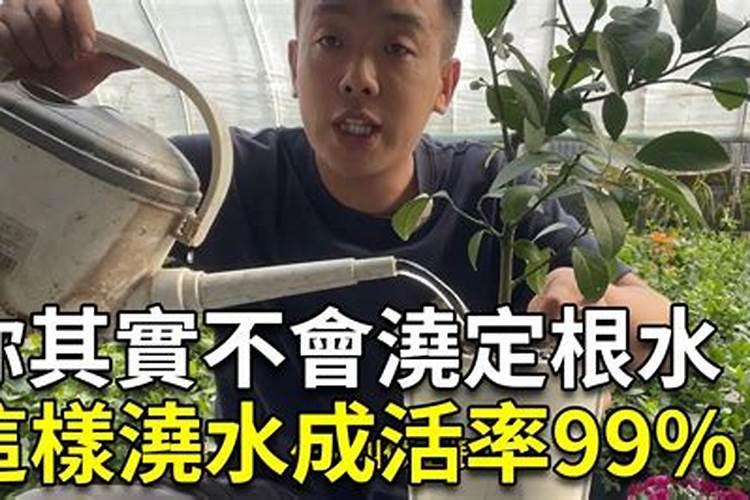 8424西瓜第一茬瓜采收后,瓜叶发黄了,能结弟二茬瓜吗