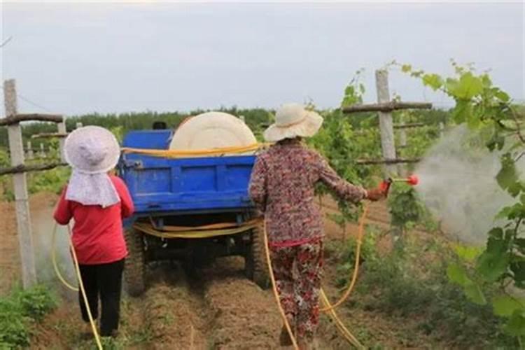 硝态氮肥有哪些