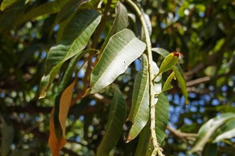 大姜用什么肥料最好