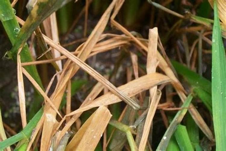 小米辣釆收期怎样施肥