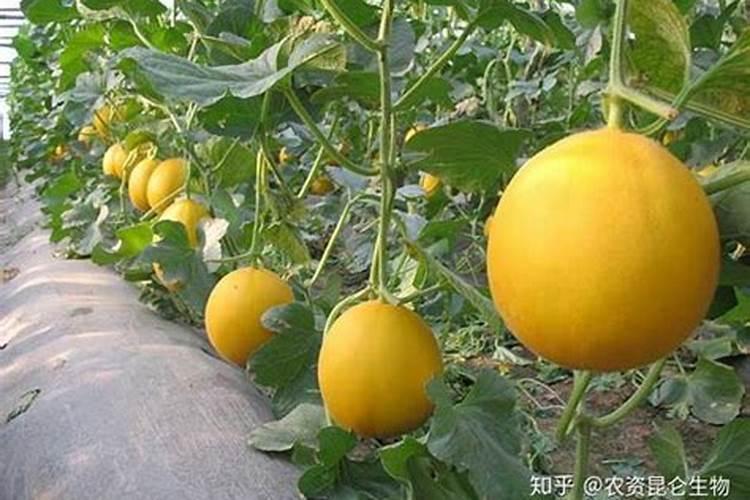 甜瓜苗期可以喷叶面肥吗？