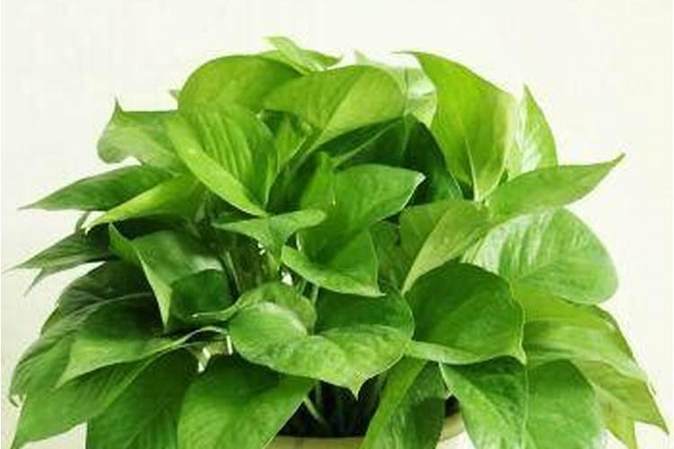 芸苔素内酯用什么配方好