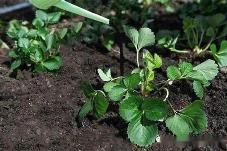 草莓苗种植多久能施肥草莓苗什么时候施肥