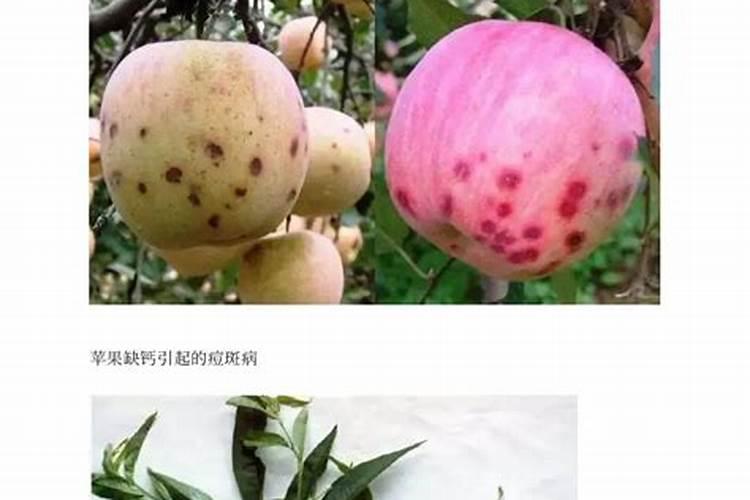 小麦上喷施硼肥有什么好处？拔节孕穗期喷2次,籽粒饱满能增产