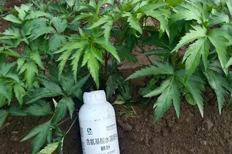 香叶是什么叶子？