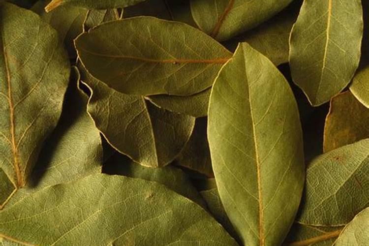 香叶天竺葵怎么不开花