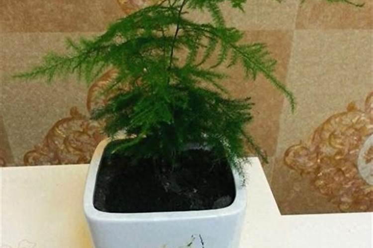 石榴树如何修剪 石榴树肥水管理方法