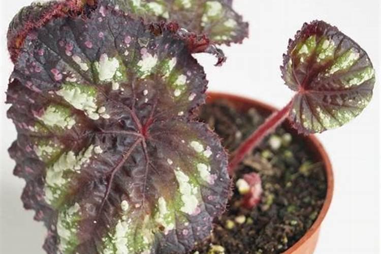 怎样给海棠施氮肥