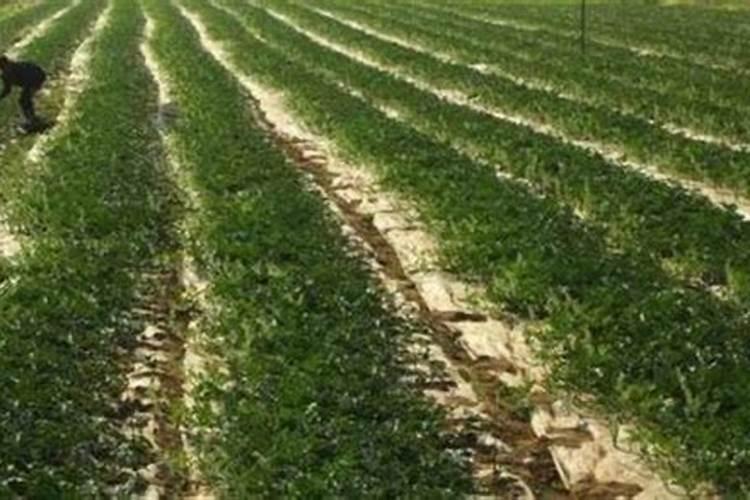 每100克胡萝卜、韭菜、黄瓜、香菜、番茄、茄子、土豆的营养成分