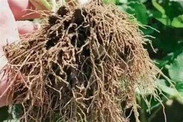 草莓肥害如何修复 使根系正常生长