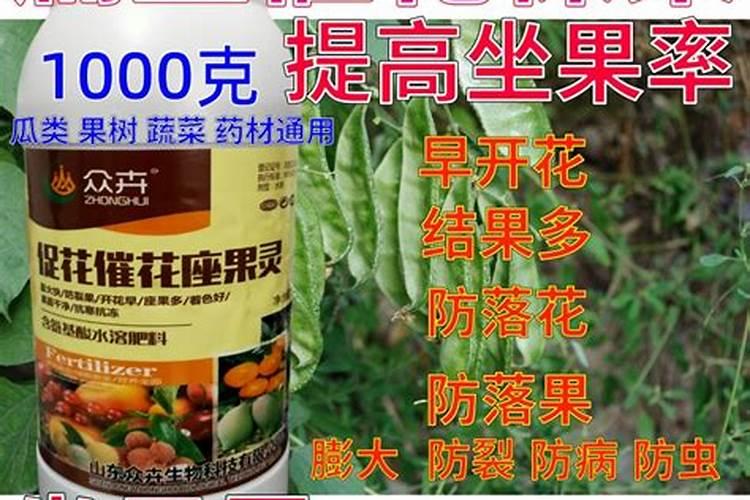 松红梅如何修剪