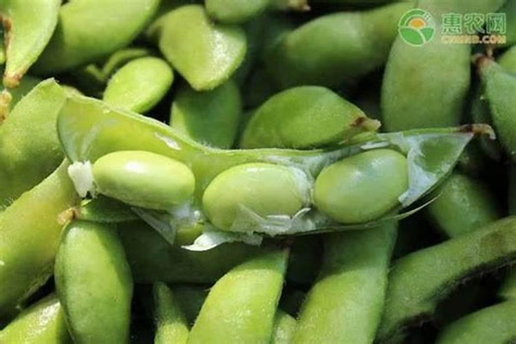 毛豆的施肥方法