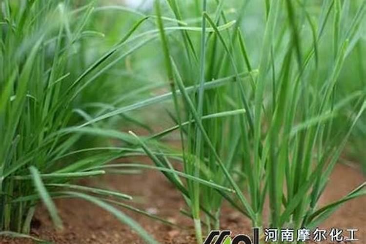 红糖制作液体有机肥的配方