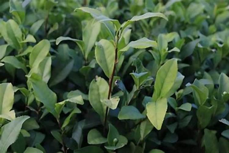 叶面肥一般一次一亩打几喷雾器？