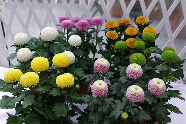 草木灰的主要成分