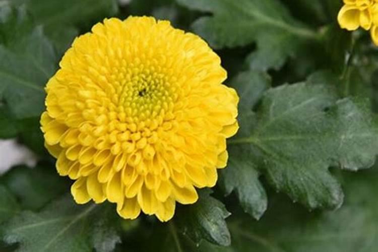 养乒乓球花要注意什么？