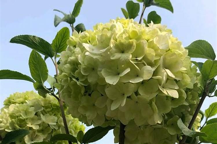 绣球花的养殖方法和注意事项