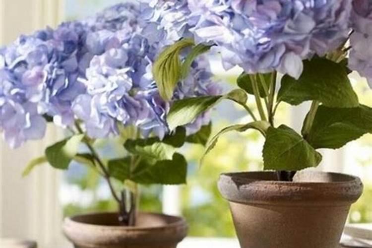 绣球秋天如何施肥