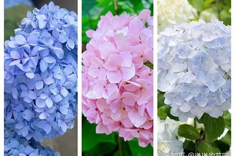 绣球花现在已经开花,应该用什么肥料好,不太懂