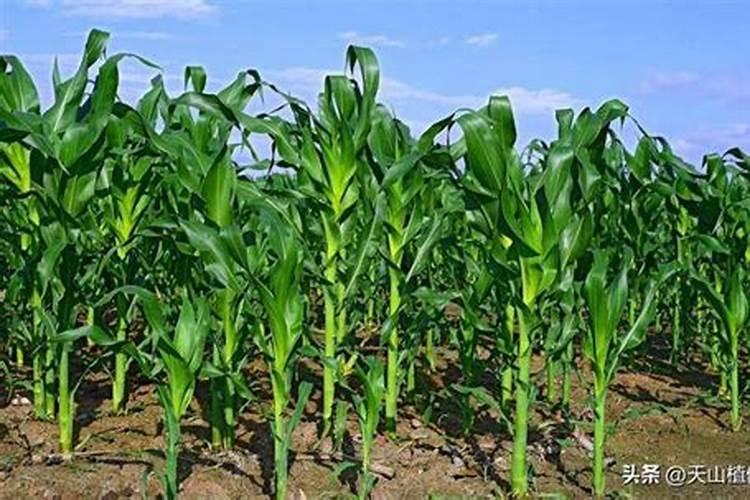 红头葱什么时候种最合适 红头葱啥时候种最合适