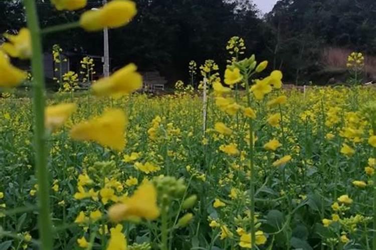 种植油菜为什么要施硼肥 油菜啥时候施硼肥好