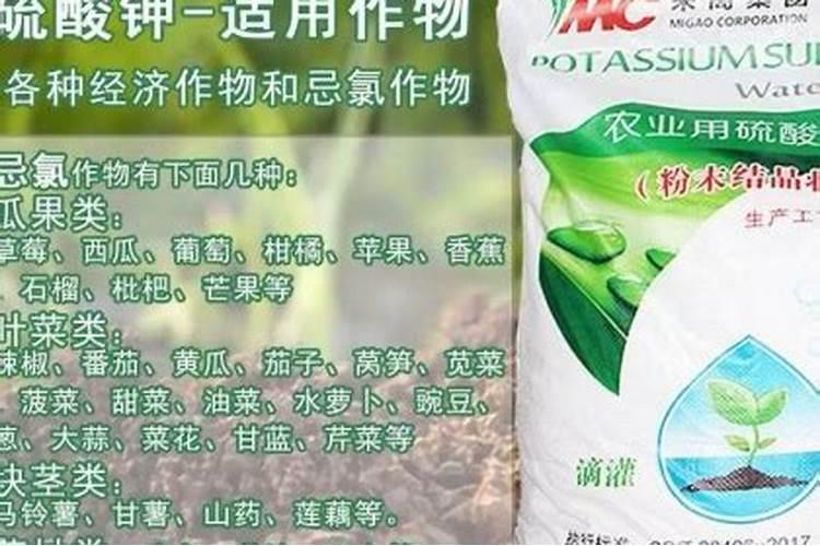 辣椒开花期尿素正确施用方法