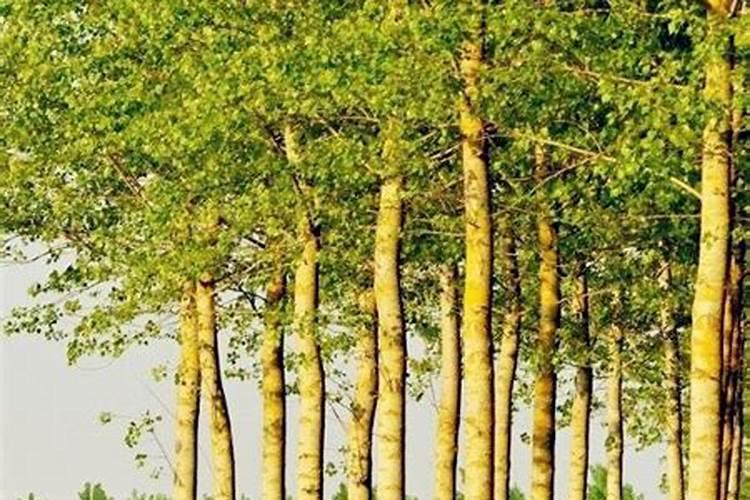 当每的小杨树施多少肥料最好？