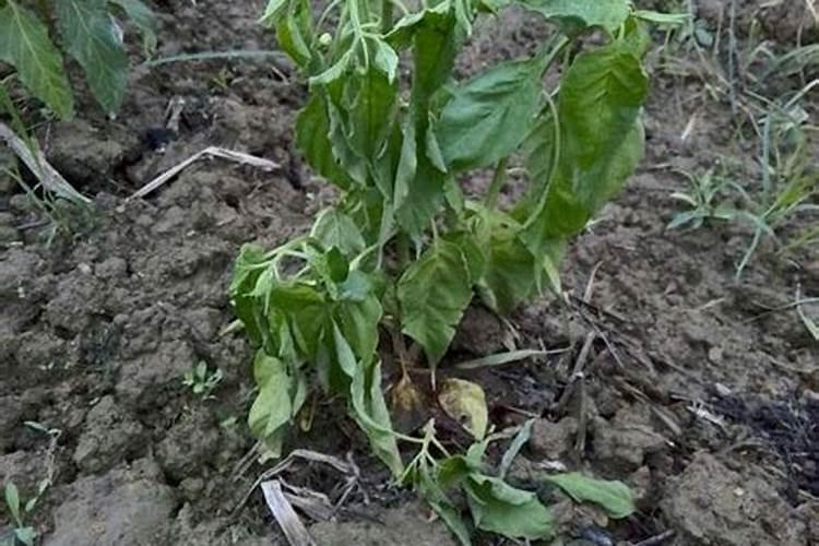 化肥怎么生产出来的