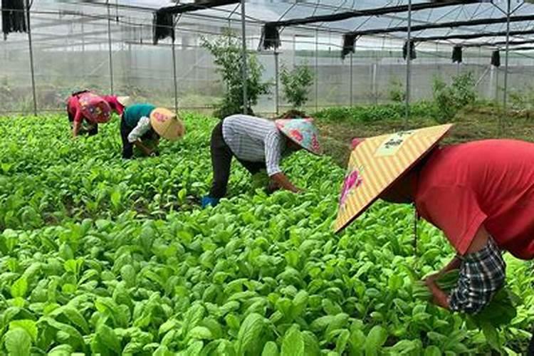 墨兰用什么肥料最好
