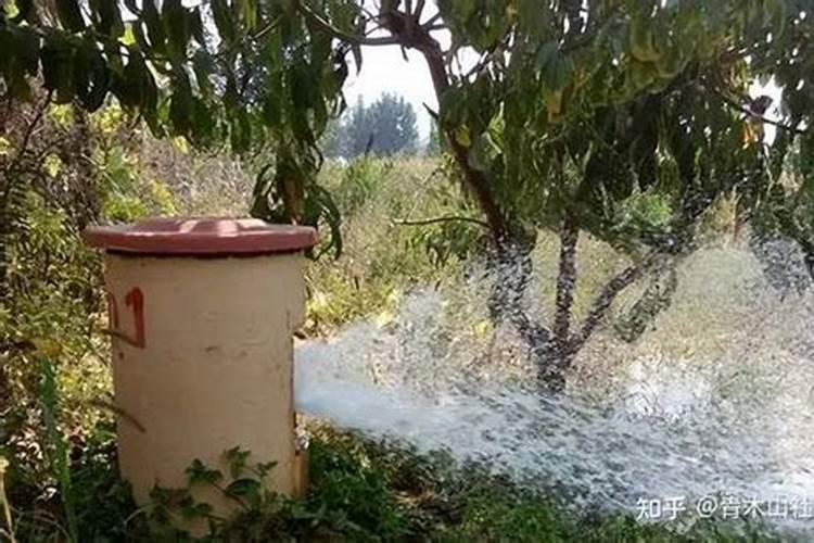 苹果树套代前能用胺基酸叶面肥吗？