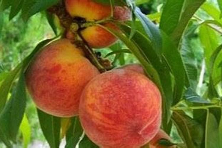 7月柑橘打什么农药