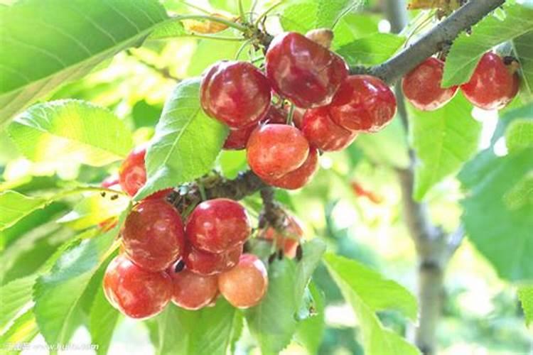 橙子树是蜜源植物吗？