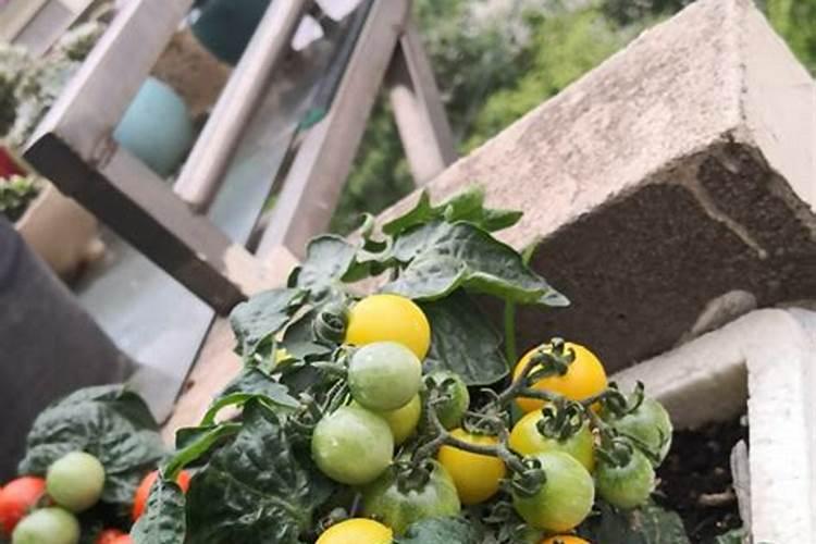 月季夏天可以剪枝吗,什么时候剪月季花枝最好