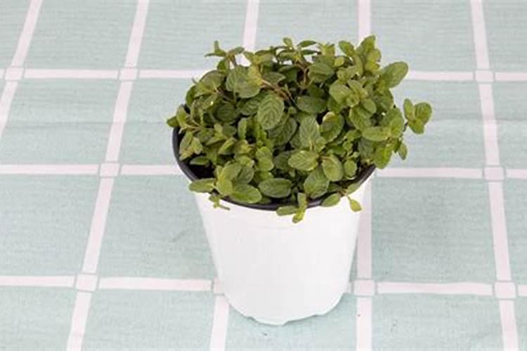 自家种的草莓怎么施肥 自家种的草莓施肥方法