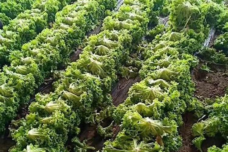 中国水溶肥的前十名中国十大水溶肥排名