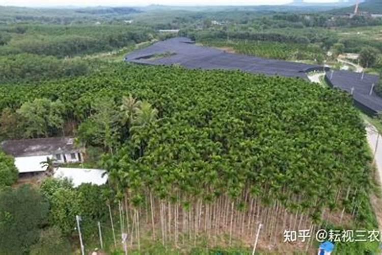 盆栽山竹用什么肥料最好