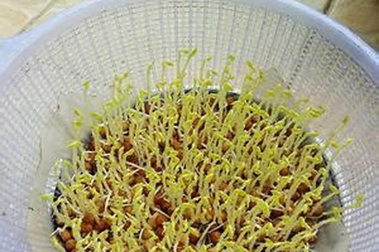 在什么土里种芽苗菜