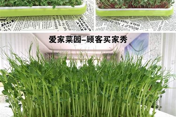 想要把萝卜芽苗菜进行无土栽培,要怎么做呢？